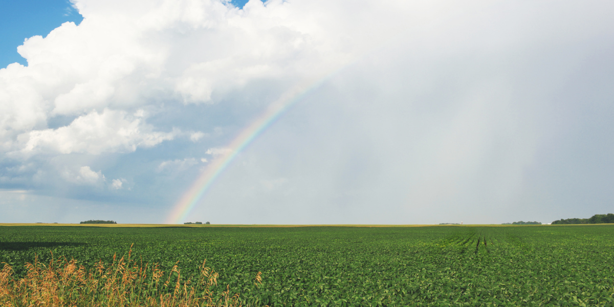 US grown soy